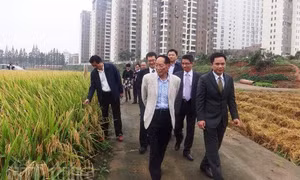 Lúa chịu mặn Trung Quốc cấy thử khả quan ở Kiên Giang