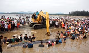 Cá voi 15 tấn còn sống dạt vào bờ biển Nghệ An