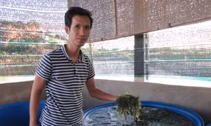 Ninh Thuận trồng rong nho mang lại hiệu quả kinh tế cao 