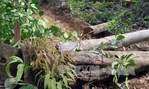 Tan hoang cánh rừng ở Măng Cành