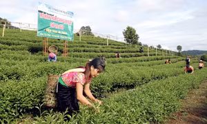 Tìm lại "kho trầm tích" của người Tày vùng Nghĩa Đô