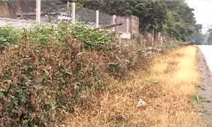 Đừng liều mạng với cây thuốc lề đường 