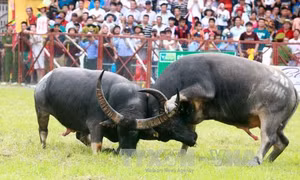 Lễ hội chọi trâu Đồ Sơn 2016 