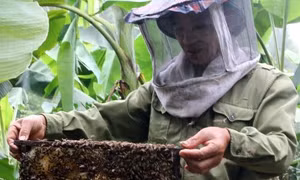 Hà Giang không chấp nhận việc mang ong ngoại vào địa bàn