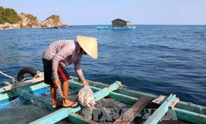 Cần quy hoạch nghề nuôi cá lồng bè trên biển Hòn Nghệ 