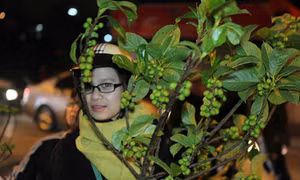 Hái lộc đầu năm 