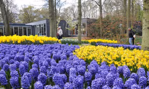 Keukenhof, lễ hội hoa tulip được yêu thích nhất châu Âu