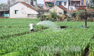 Khôi phục vùng trồng hoa Tết sau lũ