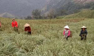 Cây sả mang lại hiệu quả kinh tế cao