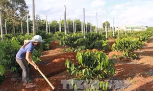 Tây Nguyên dự định tái canh thêm 19.000 ha cà phê 