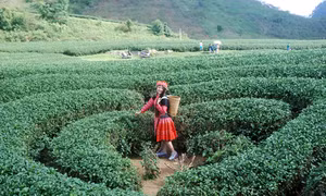 Sắc màu Mộc Châu