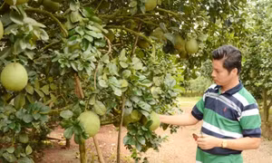 Bưởi Tết mất mùa, quýt trễ vụ vì thời tiết 