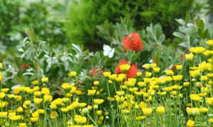 Lễ hội bướm Hampyeong thu hút du khách nhí