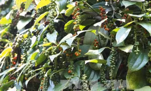 Diện tích hồ tiêu tăng chóng mặt: Hệ lụy khôn lường 