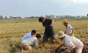 Bắt chuột đồng mùa nước nổi