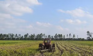 Hiệu quả từ dồn điền, đổi thửa 