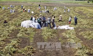 Hòa Bình đầu tư phát triển 36 thôn, bản khó khăn