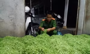 Phát hiện cơ sở ngâm rau muống vào hóa chất 