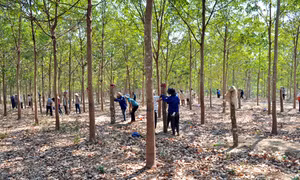 Doanh nghiệp lãi cao từ 'vàng trắng'