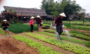 Du lịch “homestay” ở làng rau Trà Quế