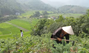 Đồng bào đã gắn bó với rừng
