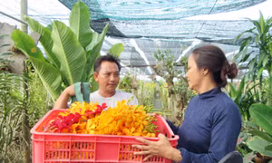 Làm giàu nhờ hoa lan Mokara