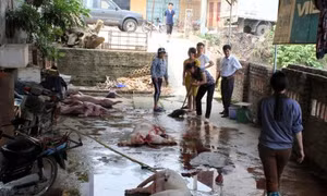 Quảng Ninh phát hiện 2 cơ sở mổ lợn chết