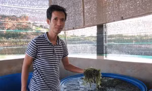 Rong nho - cây làm giàu ở Ninh Thuận