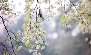 Bắc Bộ mưa phùn, mù sương 