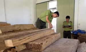Xử phạt hành vi cất giữ lâm sản trái phép