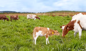 Vinamilk đạt chứng nhận trang trại bò sữa Organic đầu tiên 