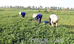 Tiếp tục phát hiện cơ sở ngâm rau muống bằng hóa chất