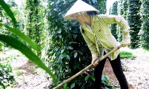 Nguy cơ mất trắng do tiêu chết hàng loạt