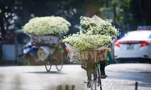 Mùa cúc họa mi về phố