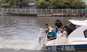 Cơ bản xử lý xong số cá chết trên kênh Nhiêu Lộc 