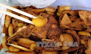 Bắt quả tang quán ẩm thực tiêu thụ đuông dừa