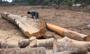 Kết luận vụ đất rừng An Khê biến thành đất sản xuất