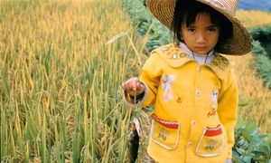 Các nhà khoa học ủng hộ cây trồng biến đổi gen