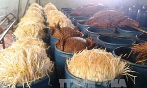 Xử lý thực phẩm bẩn: Không thể "bắt cóc bỏ đĩa" 