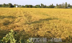 Dịch vụ thu gom rơm, rạ lãi hơn 2 triệu đồng/ngày