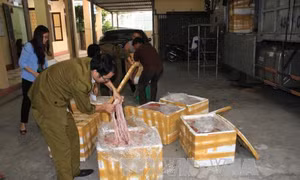 Bắt giữ 3 tấn lòng lợn đang phân hủy
