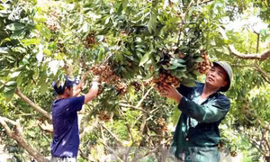 Nhãn muộn Khoái Châu mùa quả ngọt