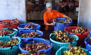 Tín hiệu vui đầu mùa vải 