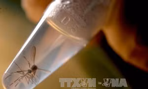 Số người nhiễm bệnh do virus Zika ở New Zealand tăng