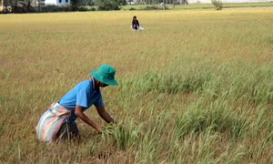 Bán đất sét ruộng ở Trà Vinh, sự nguy hại chưa hồi kết 