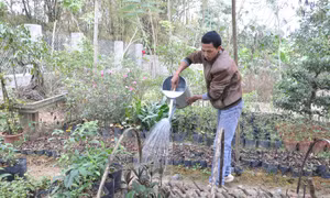 Tỉ phú cây dược liệu 