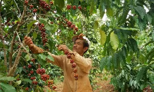 Nâng cao năng lực cạnh tranh ngành cà phê từ khâu chế biến sâu 