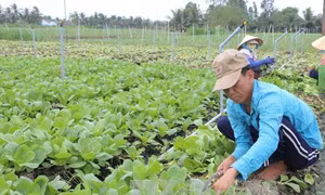 Đến hết năm 2016, Tiền Giang phấn đấu có 24 xã đạt chuẩn