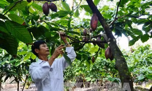Đẩy mạnh các hình thức kinh tế hợp tác