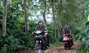 Lâm Đồng bắt các đối tượng trộm cà phê 